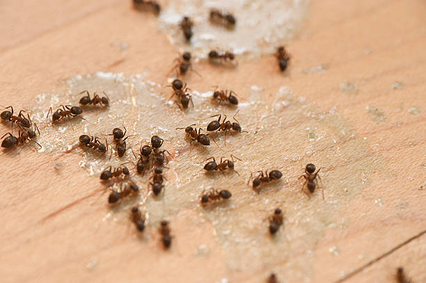 Best Ant Control Services  in Industry, PA
